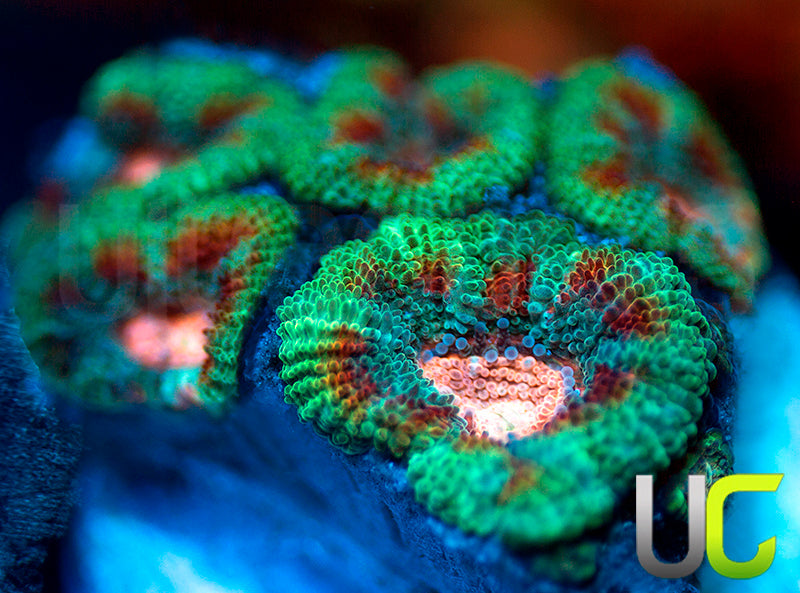 NEW RELEASE: UC Pink Pinwheel Micro Amakusensis