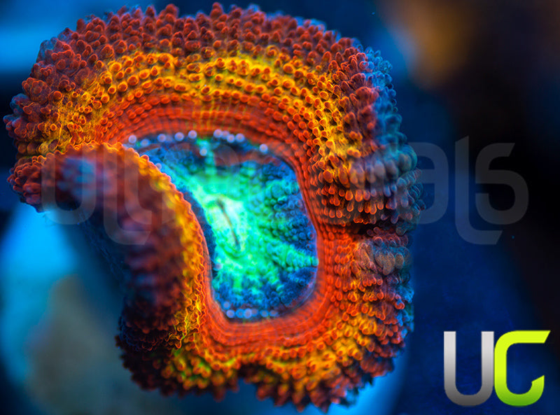 UC Blue Mystique Micro Lord