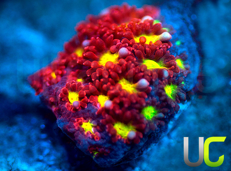 UC Spiked Punch Micro Goni