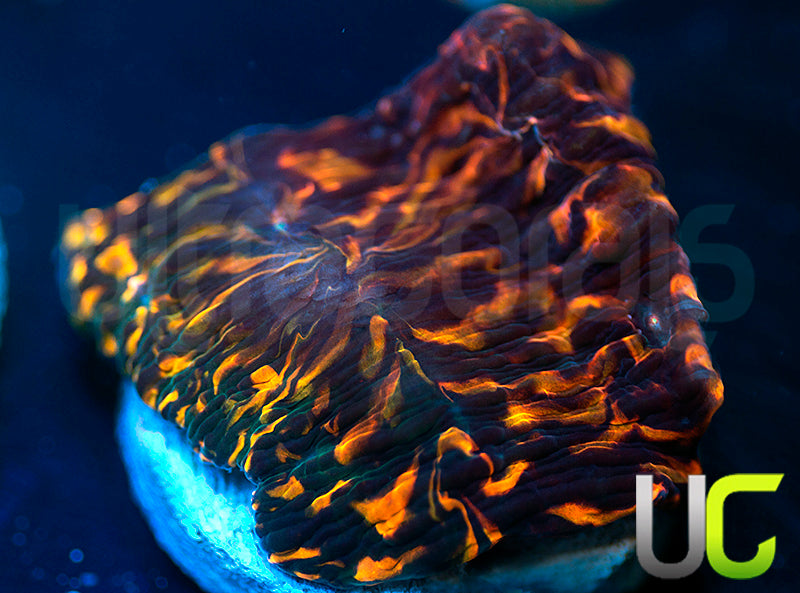 CC Cloudberries Chalice