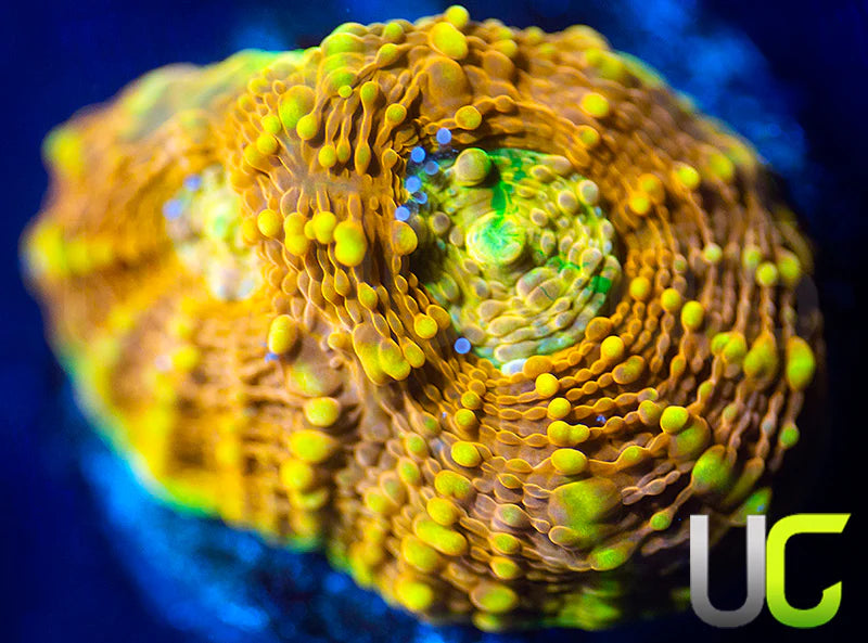 UC Orange Crush Echinata