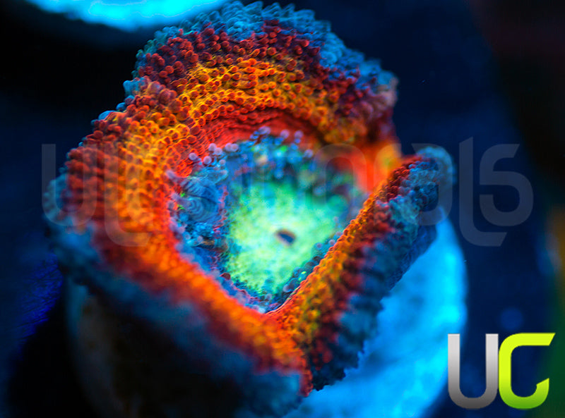 UC Blue Mystique Micro Lord