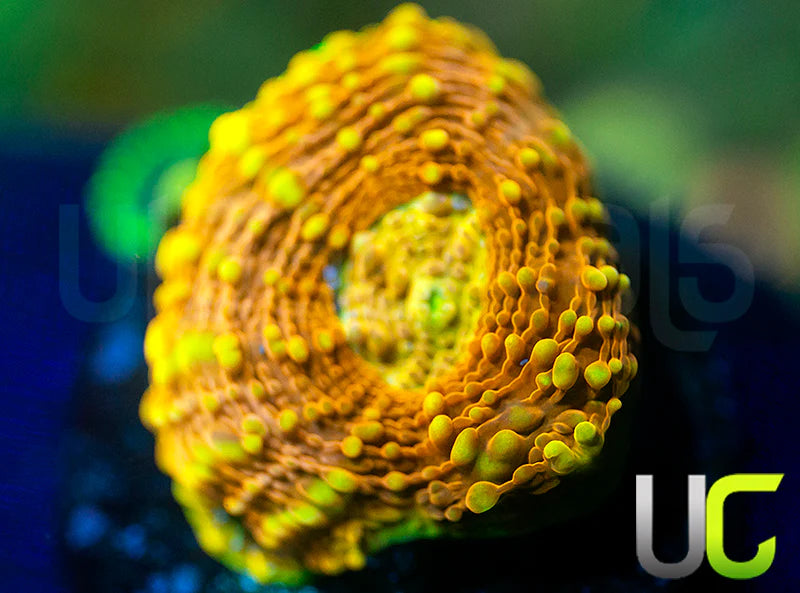 UC Orange Crush Echinata