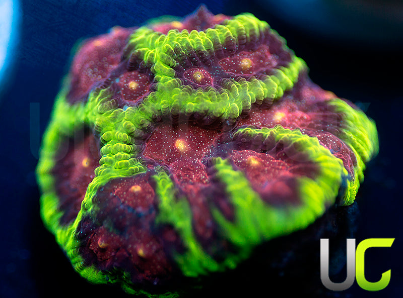 CB Tropical Thunder Favites