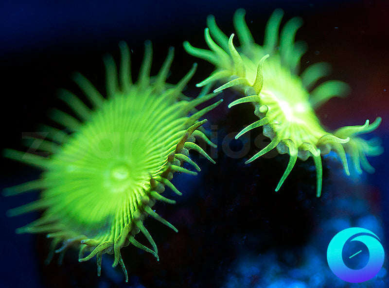 Chartreuse Proto Paly