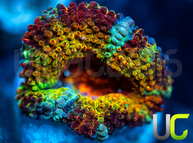 NEW RELEASE: UC Battle Cry Micro Lord