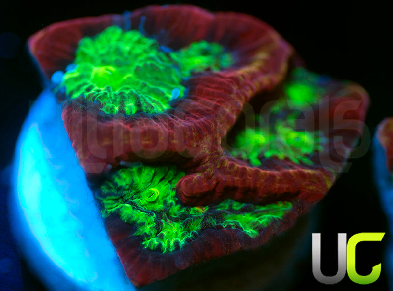 UC Lip Smackers Favia