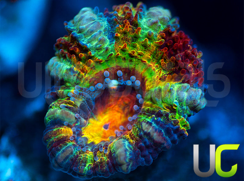 NEW RELEASE: UC Battle Cry Micro Lord