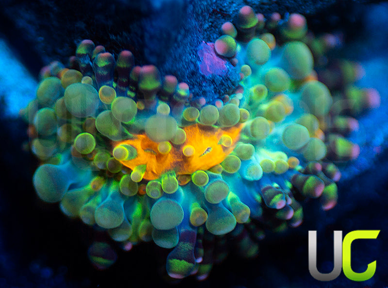 UC Caterpillar Yuma Ricordea Baby