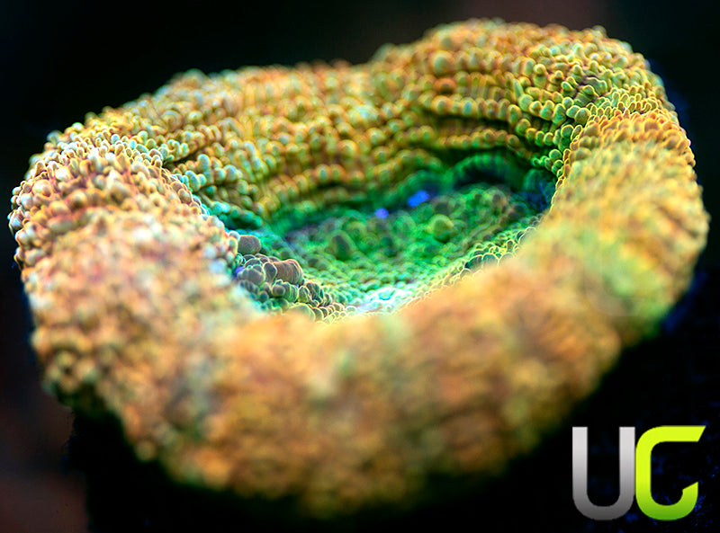 UC Nuclear Warfare Bower