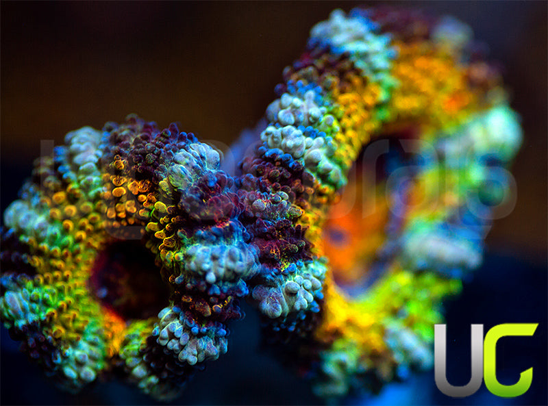 NEW RELEASE: UC Battle Cry Micro Lord