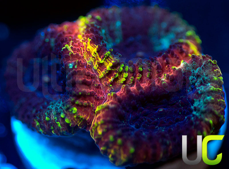 JF Yellow Submarine Favia