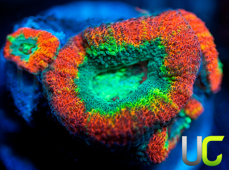 UC Rainbow Swirl Micro Lord