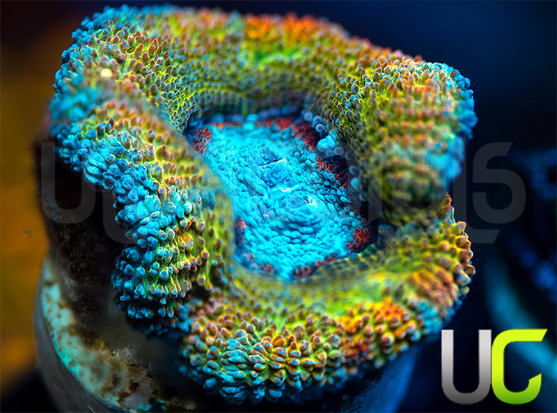 CC Thai Sunset Micro Lord