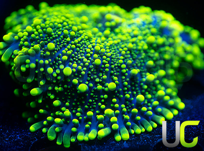 UC Green Lantern Yuma Ricordea XL