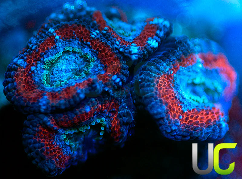 UC Superhero Micro Amakusensis