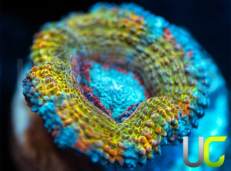 CC Thai Sunset Micro Lord