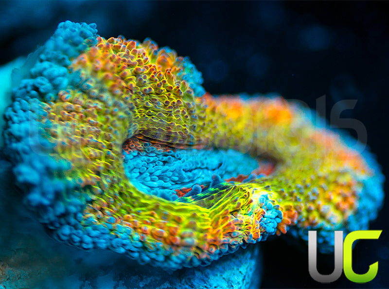 CC Thai Sunset Micro Lord