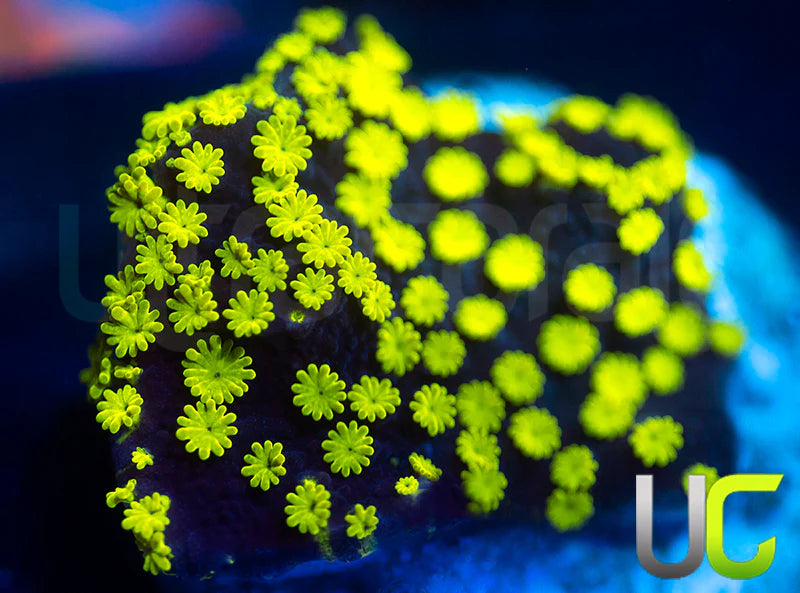 NEW RELEASE: UC Black Magic Monti