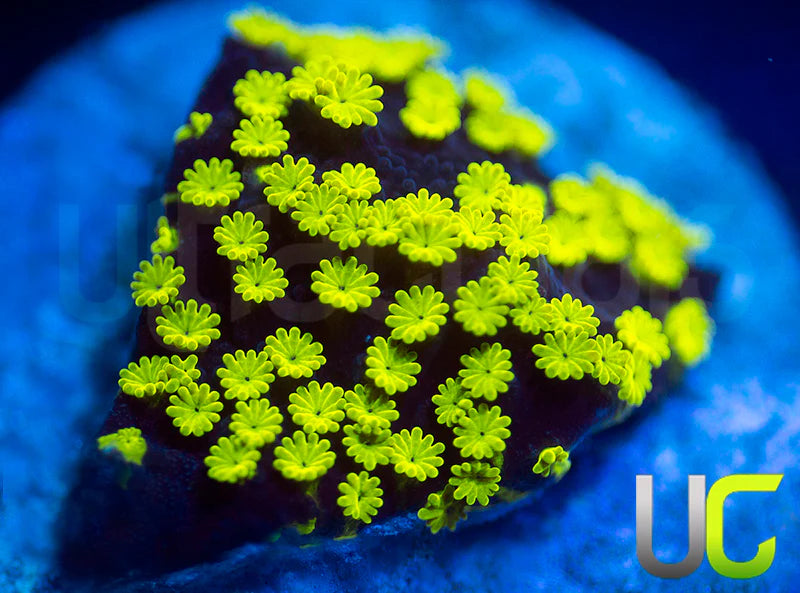 NEW RELEASE: UC Black Magic Monti