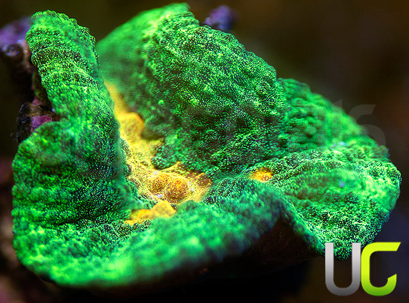 OG Space Invader Pectinia