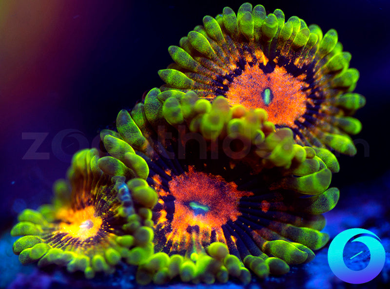 SBB Marvin the Martian