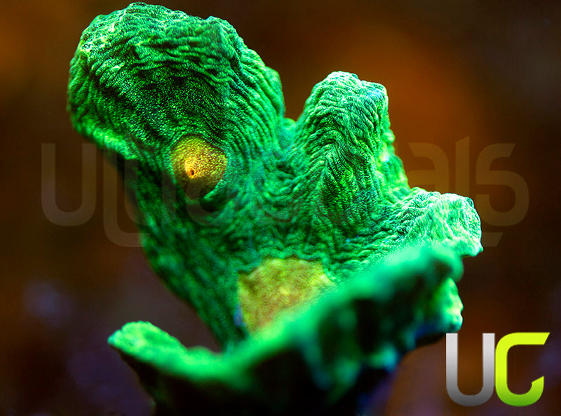 OG Space Invader Pectinia