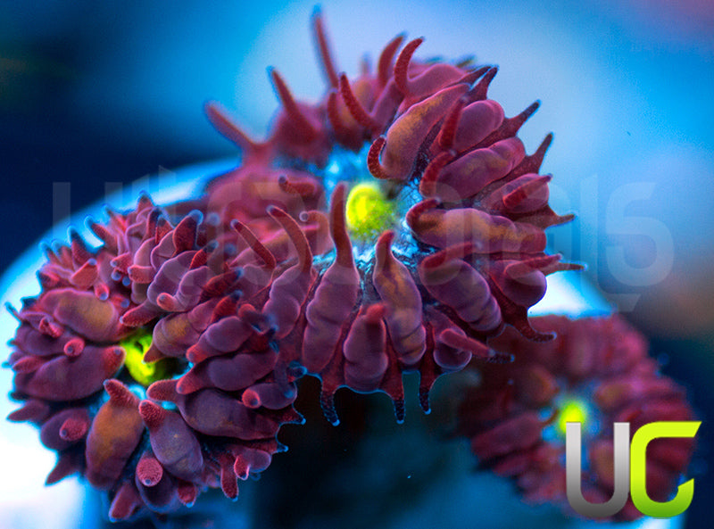 UC Boondocks Blastos