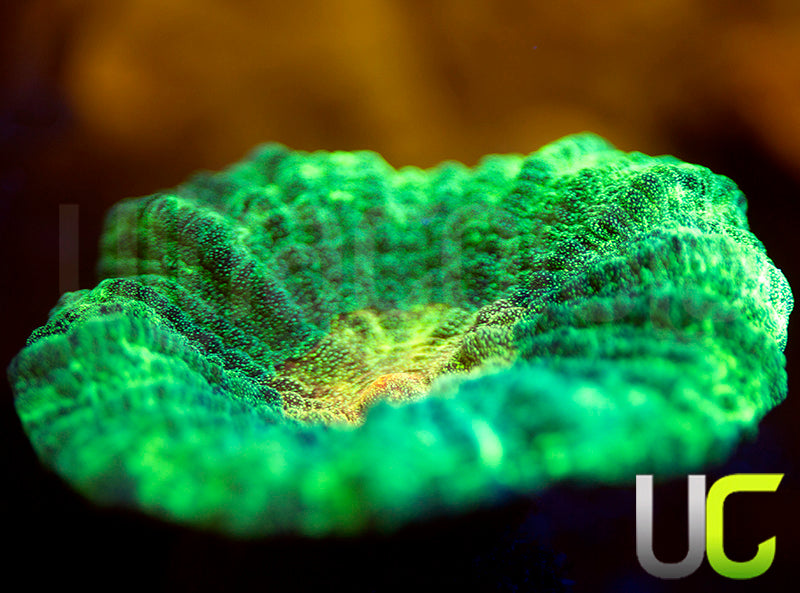 OG Space Invader Pectinia