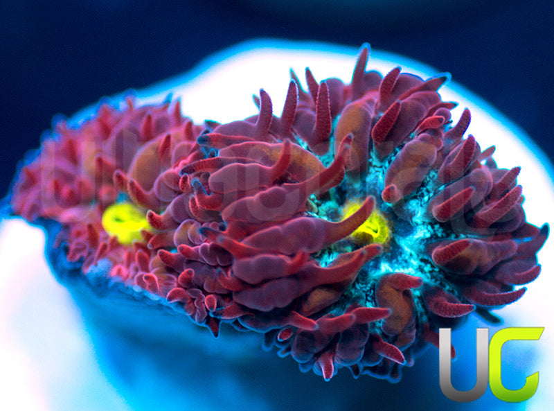 UC Boondocks Blastos