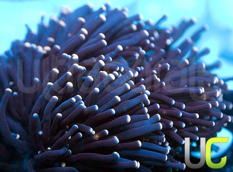 NEW Release UC Ultimate Darkness Torch