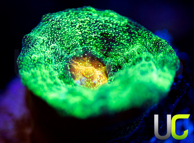 OG Space Invader Pectinia