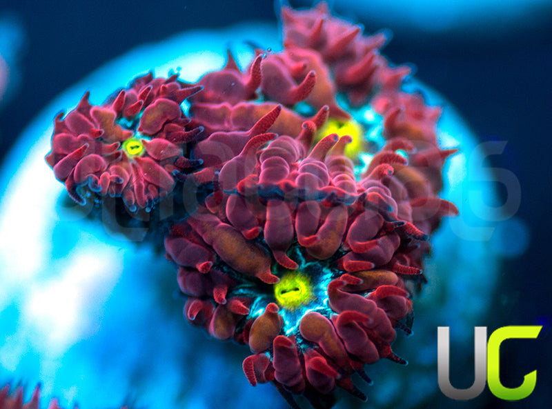 UC Boondocks Blastos