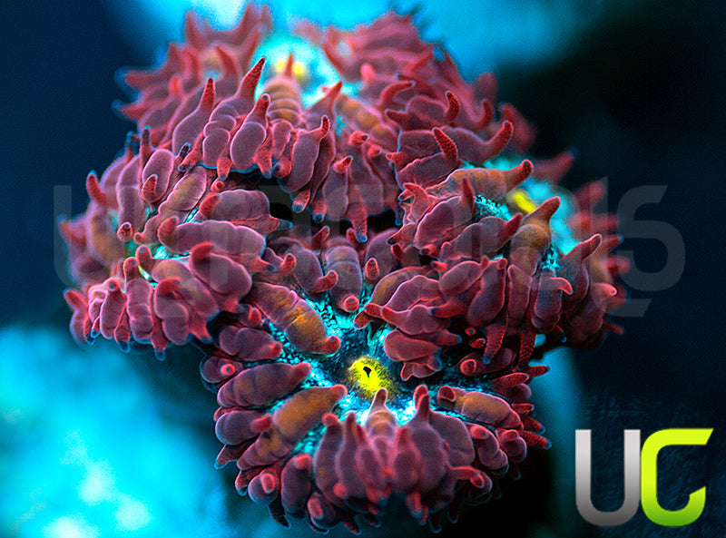 UC Boondocks Blastos