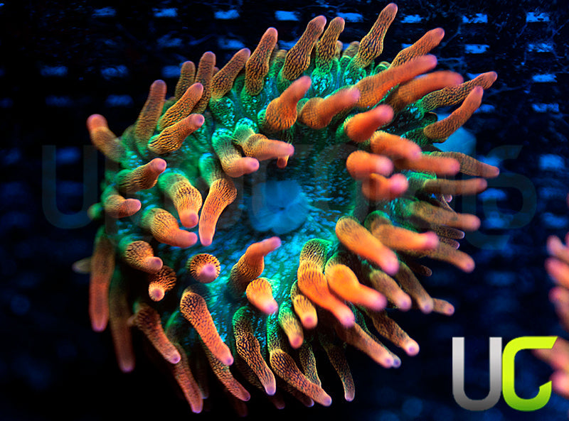 UC Spitfire Anemone - MED