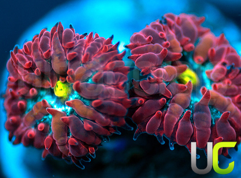 UC Boondocks Blastos