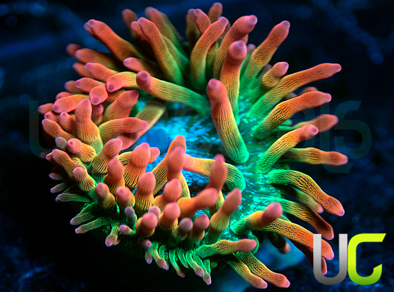 UC Spitfire Anemone - MED