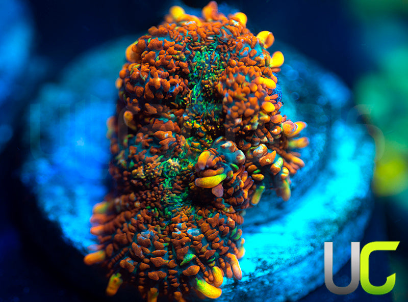 NEW RELEASE: UC Rainbow Rim Mushroom