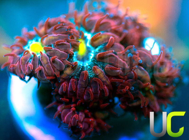 UC Boondocks Blastos