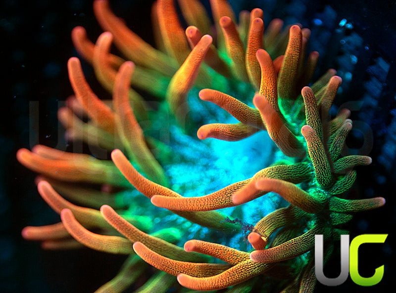 UC Spitfire Anemone - SM