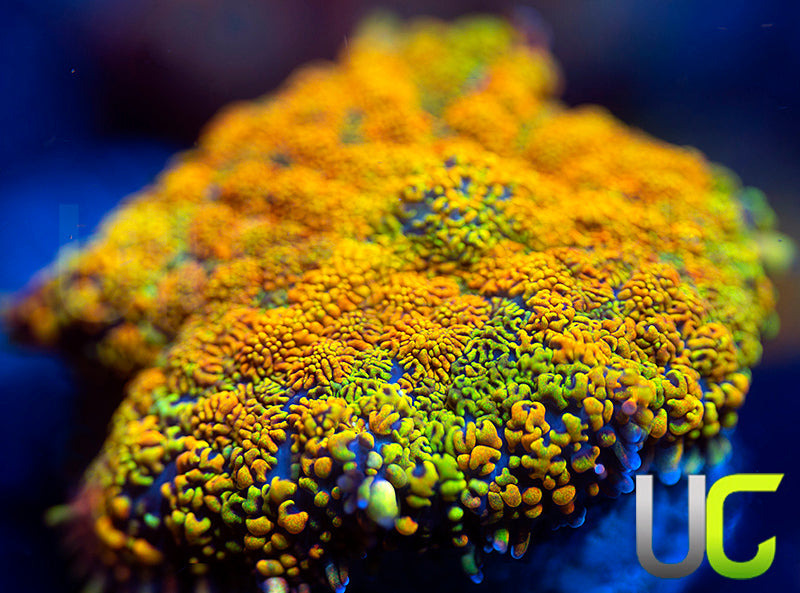 NEW RELEASE: UC Mikasa Mushroom