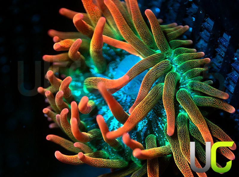 UC Spitfire Anemone - MED