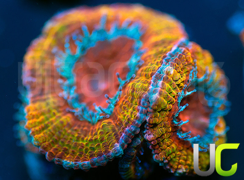 UC Kava Kava Micro Lord