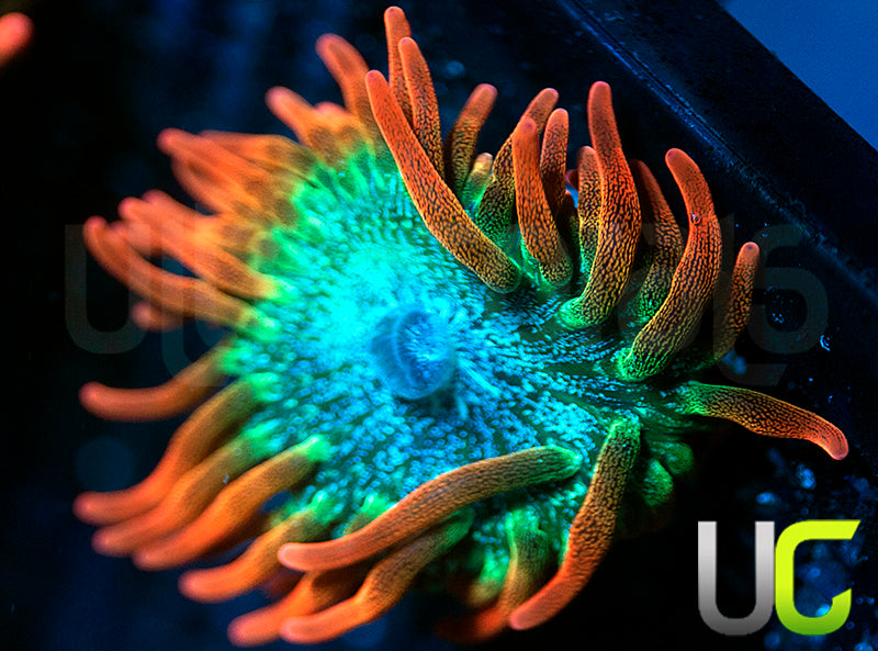 UC Spitfire Anemone - SM