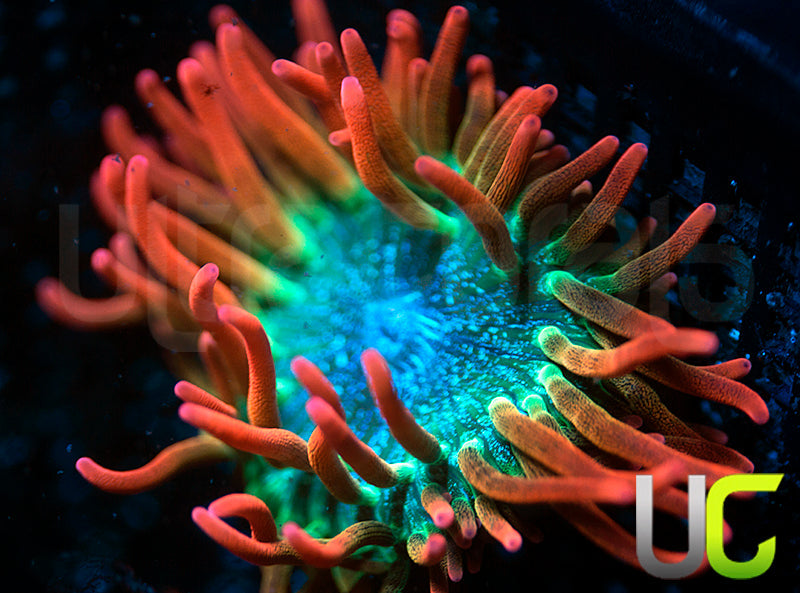 UC Spitfire Anemone - SM