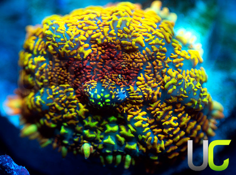 UC Dead Head Mushroom