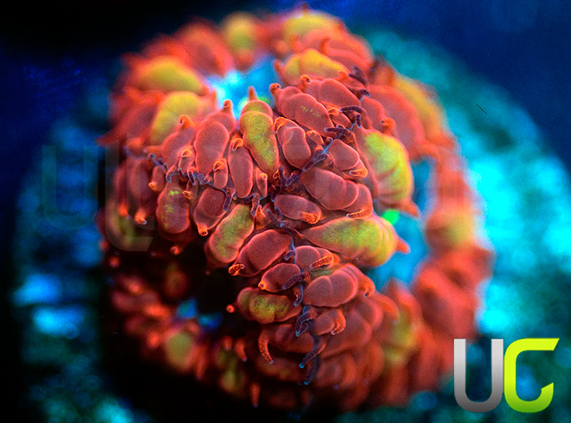 UC Blue Ravens Blastos