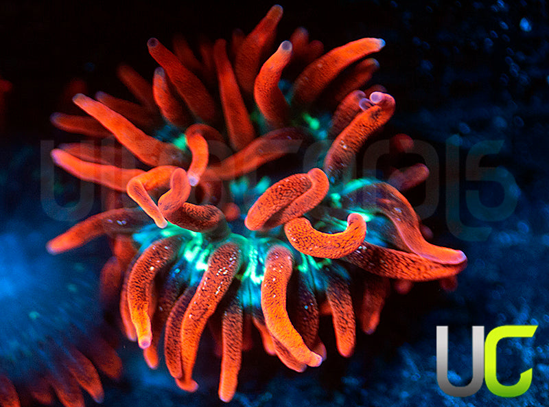 Black Widow Anemone - SM