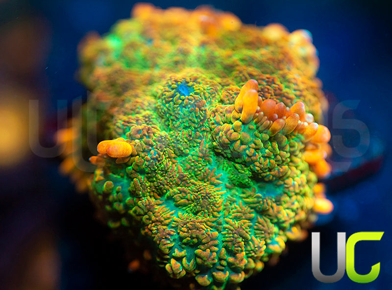 NEW RELEASE: UC Emerald Sunshine Mushroom