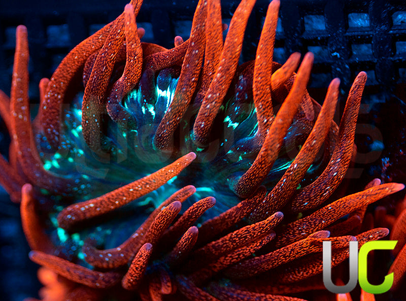 Black Widow Anemone - MED